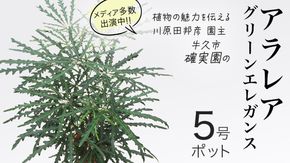 アラレア グリーンエレガンス 5号ポット 1点 家庭 で 園芸 鉢植え 苗 庭木 果樹 ガーデニング 植物 確実園 観葉植物 インテリア 植木鉢 [BG019us]