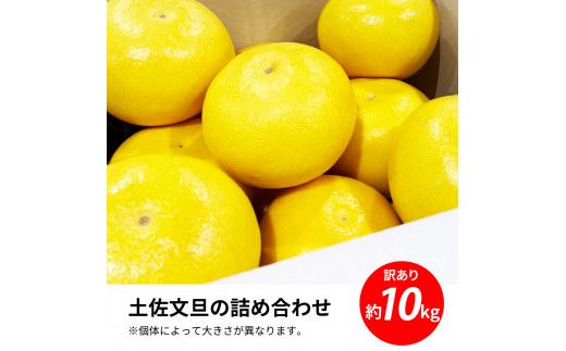 TKA045　先行予約 土佐の柑橘 土佐文旦 10kg 詰め合わせ ちょっと訳あり 文旦 ぶんたん ブンタン 柑橘 高知県 高知 返礼品 故郷納税 16000円 果物 くだもの フルーツ お取り寄せ 美味しい おいしい ご家庭用 ご自宅用 規格外サイズ 傷 訳あり