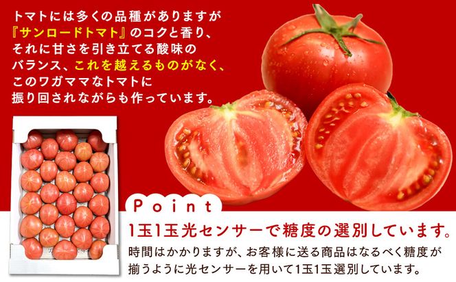 【先行予約 2026年2月～5月出荷予定／限定50箱】全国トマト選手権銅賞受賞トマト『銀丸山口トマト』高糖度トマト　L~Mサイズ 232238_BA05