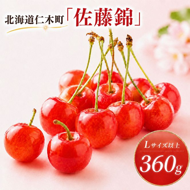2027年発送 北海道 仁木町産 さくらんぼ 佐藤錦 360g (180g×2パック)Lサイズ以上  旬 桜桃 産地直送 サクランボ チェリー フルーツ 果物 果物類 仁木町 仁木 [松山商店]