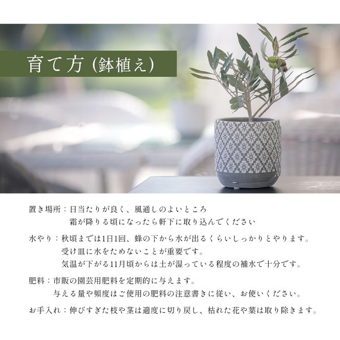【 小豆島 】小豆島のオリーブ苗木 2本セット（中） 植物 観葉植物 インテリア オリーブ 苗木 香川 香川県 土庄 土庄町