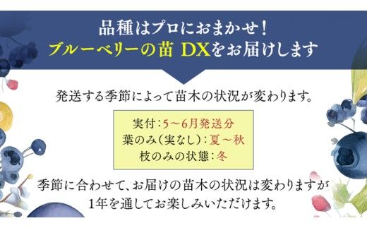 ブルーベリー の 苗 DX 1品種 （品種おまかせ） ラビットアイ系 ハイブッシュ系サザン サザンハイブッシュ系 苗 庭木 果樹 ガーデニング [BG014us]