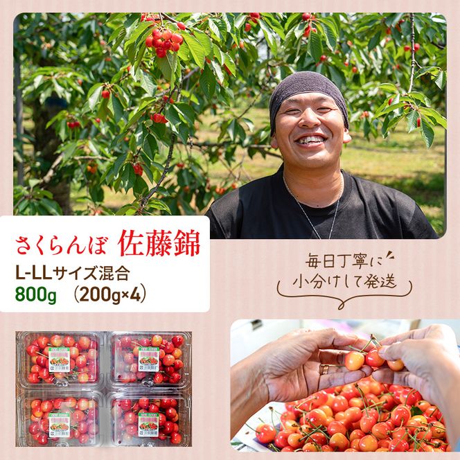 先行受付 さくらんぼ 佐藤錦 800g（200g×4）M-Lサイズ混合  サクランボ チェリー フルーツ 果物 果物類  北海道 仁木町 仁木 [大塚農園]