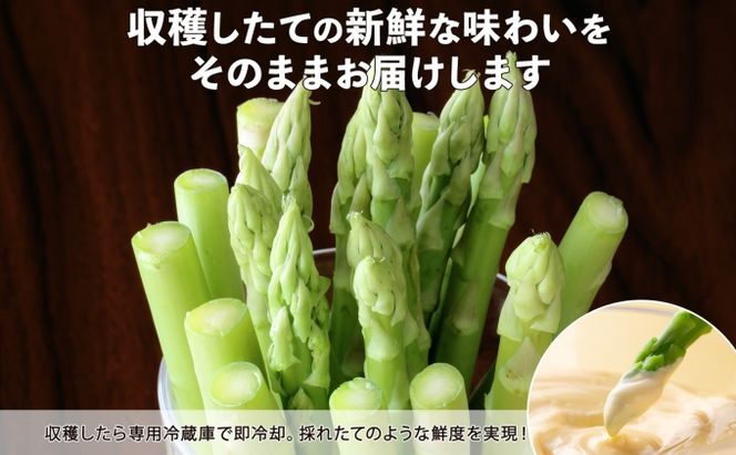 【2026年発送】 北海道 アスパラガス グリーン 2kg セット Mサイズ 春 限定 旬 朝採り 新鮮 野菜 アスパラ ギフト gift 産地直送 産直 お取り寄せ 詰め合わせ 送料無料 倶知安町