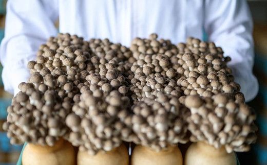  ぶなしめじ 300g × 4袋  300g × 6袋  選べる内容量 ［おぶせファーマーズ］ きのこ キノコ 野菜 鍋 炒め物 長野 信州 