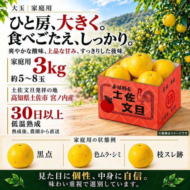 土佐文旦 大玉 3kg 家庭用 日本ギフト大賞受賞 文旦発祥の地 園主こだわり 3L～2L 高知県土佐市産 高知県産 国産 3キロ ぶんたん ブンタン 蜜柑 みかん 柑橘類 高級フルーツ 果物 産地直送 お取り寄せ ギフト 数量限定 期間限定 季節限定 先行予約 やの一果彩[BQAC001]