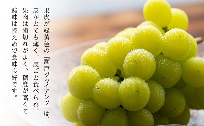 ぶどう 【2026年 先行予約】 瀬戸ジャイアンツ 3房(合計2kg以上) ブドウ 葡萄 岡山県産 国産 フルーツ 果物 ギフト 河本農園