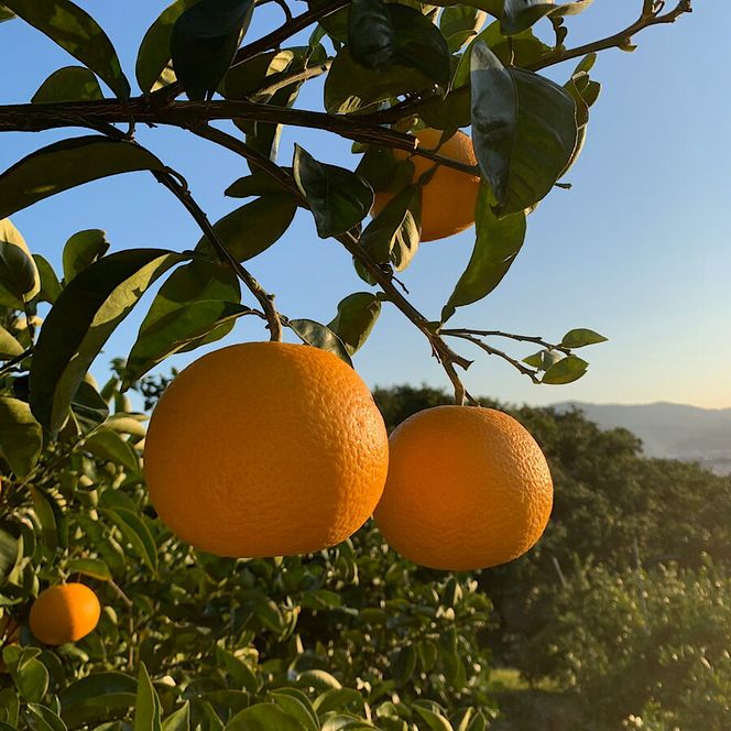 ZE6356n_有田の八朔 (はっさく) 2.5kg　8～11玉 （M～2Lサイズ）まごころ手選別