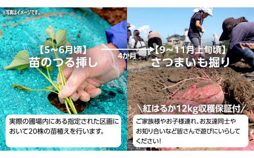 牛久 の『美味しい さつまいも』苗植え・収穫体験付【 苗植え体験 ・ さつまいも掘り ・ 配送付 】3点セット の 体験チケット ( 紅はるか 12kg収穫保証付 ) 体験 収穫 野菜 やさい 芋堀 いもほり 紅はるか