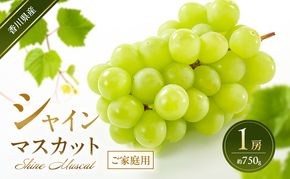 シャインマスカット 【ご家庭用】 1房(約750g) 葡萄 ぶどう ブドウ フルーツ 果物 くだもの 果実 旬の果物 旬のフルーツ 香川 香川県 東かがわ市
