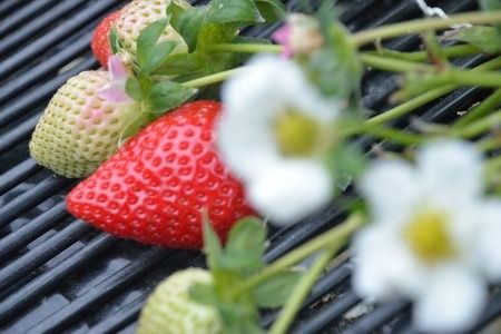 【CF】さくらももいちご (4パック入り) 　《1月上旬-3月末頃に出荷予定》 【配送不可地域あり】※離島への配送不可---sanagouchi_hss_6_4p---