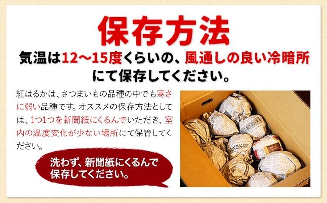 訳あり紅はるか サツマイモ 選べる 1.5kg 3kg 5kg 10kg 《2026年1月上旬-5月末頃出荷予定》紅はるか さつまいも 熊本県 大津町 イモ 芋 さつまいも 訳あり---oz_jsmih_26_af15_3500_1500g---