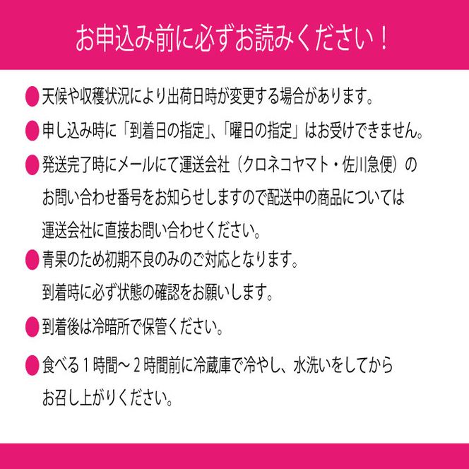 ぶどう 2026年 先行予約 9月・10月発送 シャインマスカット 晴王 2房（合計約1.3kg） ブドウ 葡萄 岡山県産 国産 フルーツ 果物 ギフト