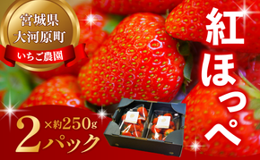 大河原町のいちご 完熟いちご 2パック 果物 フルーツ 苺 紅ほっぺ かおり みずみずしい ジューシー 期間限定 季節限定 いちご 小分け