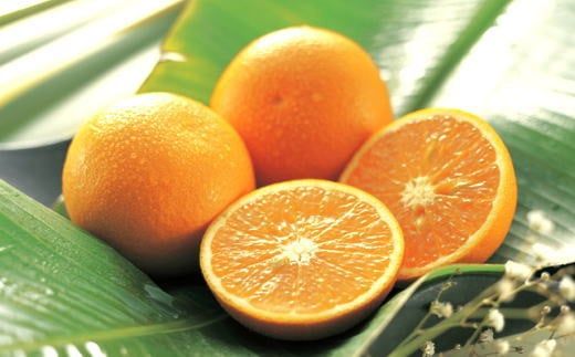 【産直】有田産 清見 オレンジ 5kg（サイズおまかせ・秀品） /果物 くだもの フルーツ 蜜柑 みかん ※2027年3月上旬～3月下旬頃順次発送予定（日付指定不可） 【tec011-r-5】