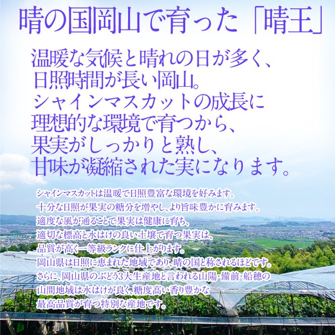 2026年先行予約【3回定期便】シャインマスカット晴王1房 約700g 7月8月9月に出荷 人気 岡山県産 種無し 皮ごと食べる みずみずしい フレッシュ 晴れの国 おかやま 果物大国 ハレノフルーツ