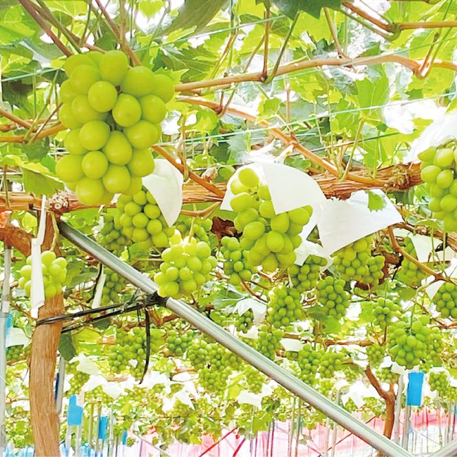 2026年予約受付中 シャインマスカット晴王1房 約700g 7月～8月出荷 人気 岡山県産 種無し 皮ごと食べる みずみずしい フレッシュ 晴れの国 おかやま 果物大国 ハレノフルーツ