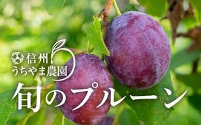 旬のプルーン 1kg以上！《信州うちやま農園》■2025年発送■※7月中旬頃～9月中旬頃まで順次発送予定