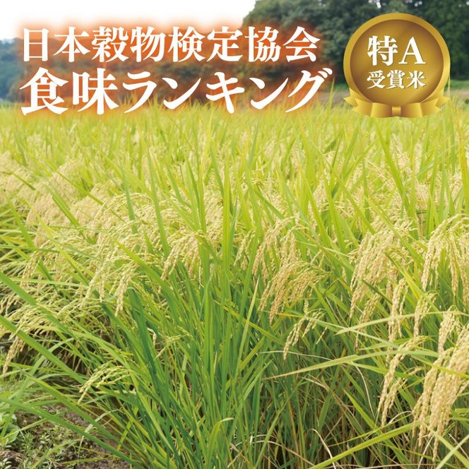 ＼先行予約・12月発送／山﨑観光農園のお米　コシヒカリ　白米5kg｜栃木県 益子町 ふるさと納税 お米 米 白米 精米 5kg（AU014-12）
