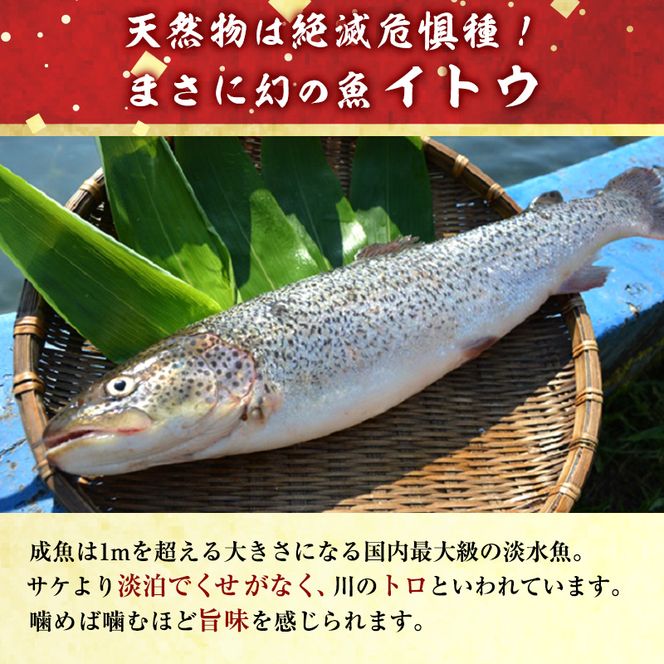 幻の魚イトウのうす造り（真空冷凍パック）170g×2パック 魚介類 