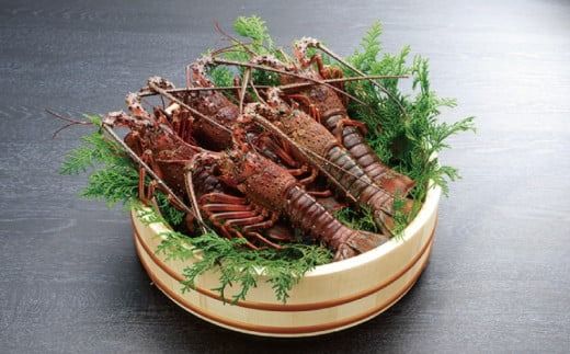 天然 伊勢えび（活）3～7尾 1.15～1.25kg【2025年10月中旬頃から2026年3月末までに順次発送（1月は漁不可）】 / 伊勢えび 伊勢海老 海老 海鮮 天然 えび 【enk003】