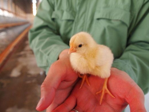 【1.3-36】【卵】松阪うまれのいきいきたまご（90個入り（割れ補償含む））