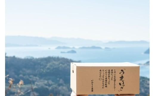 【先行予約】いのうえ農園のなつみ 3kg ※離島への配送不可 (※2026年5月上旬頃より順次発送) IKTAI001