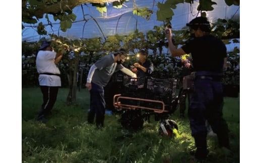 【高原の熟成ワイン】マスカットベリーA（樽熟成）　1ダース