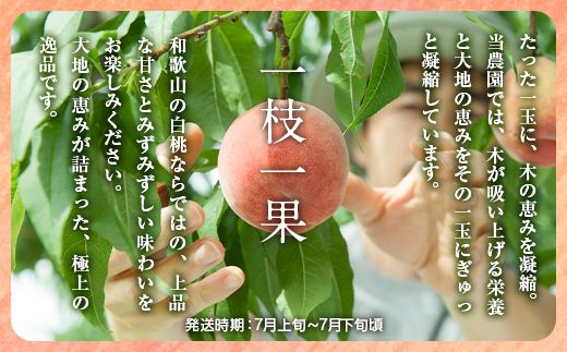 白桃 約1.5kg（5～7玉）和歌山県産 厳選 化粧箱入り ｜ 白鳳・清水白桃・川中島・もも・はくとう【化粧箱入り】 ※北海道・沖縄・離島への配送不可 ※2026年7月上旬～7月下旬頃に順次発送予定