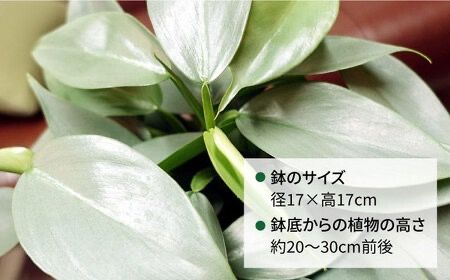 シルバーリーフが美しい『 フィロデンドロン ・ シルバーメタル 』 糸島市  / cocoha 観葉植物 [AWB029] 観葉植物 グリーン 緑 インテリア 雑貨 暮らし 植物 室内 おしゃれ ギフト