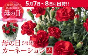 【先行予約】【2026年5月7日～8日発送】ポットカーネーション 赤 5号鉢 カゴ付き カーネーション 花 母の日 プレゼント ギフト 贈り物 熊本県 八代市