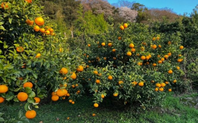 【訳あり】サンフルーツ 約10kg ※離島への配送不可 IKTAU012