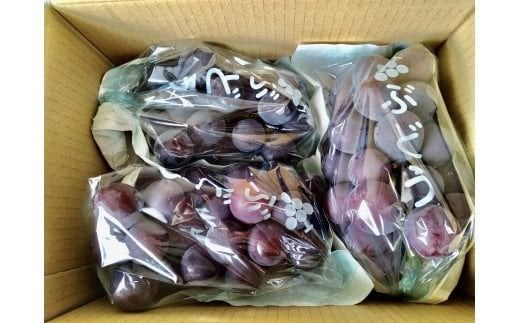 【予約受付】ブラックオリンピア 約1kg（2～3房）【2026年8月中より順次発送予定】 巨峰に似たはちみつぶどうと呼ばれる幻のぶどう 【申し込みは７月下旬まで】【nuk114A】