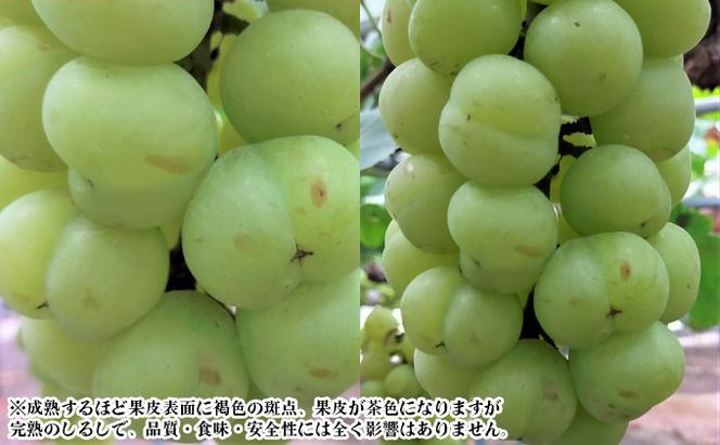 ぶどう 【2026年 早期受付】 桃太郎ぶどう 4房 合計約2kg ブドウ 葡萄  岡山県産 国産 フルーツ 果物 ギフト