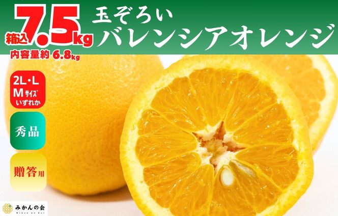 バレンシアオレンジ 国産 玉ぞろい 秀品 箱込 7.5kg (内容量 6.8kg ) 2L L M サイズのいずれか 和歌山県産 産地直送【みかんの会】  AX408