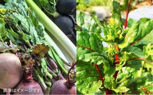  【贈答用】無農薬野菜セット＋果物（8品前後）《糸島》【オーガニックナガミツファーム】 	[AGE022]