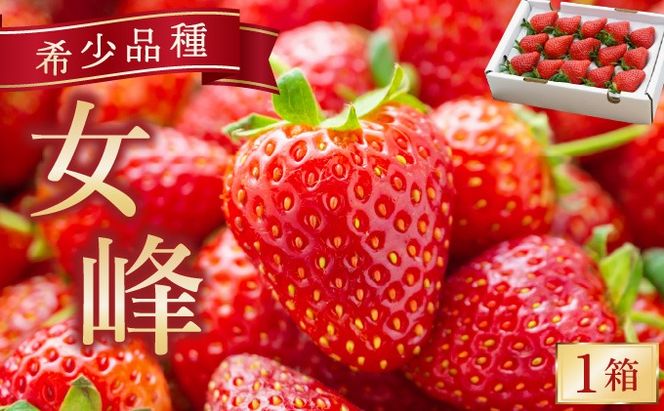 数量限定 幻の京都亀岡産 高級いちご【女峰】1箱分 ※化学肥料・農薬極力不使用《イチゴ 苺 いちご フルーツ 農家直送》※2026年1月中旬～5月下旬頃に順次発送予定