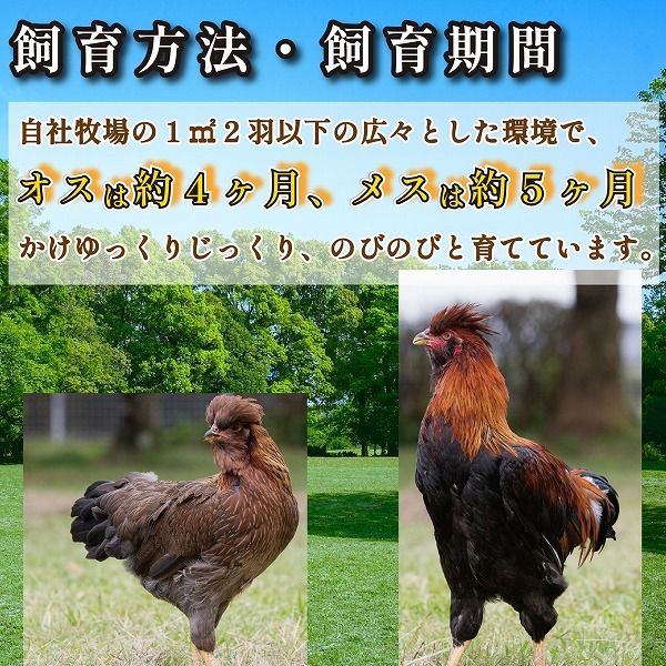 【宮崎ブランド地鶏】朝挽き ”みやざき地頭鶏” もも・むねおためしセット 約1kg（国産 鶏 鶏肉 地頭鶏 モモ ムネ 焼肉 BBQ）