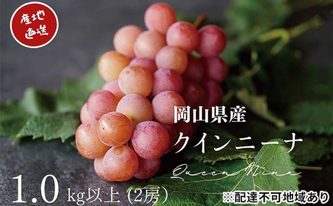 厳選 クイーンニーナ 2房 合計1.0kg以上 産地直送 朝採れ ぶどう 葡萄 Kawahara Green Farm 岡山県産 2026年 果物 フルーツ みずみずしい 酸味が少ない さっぱり 希少品種 
