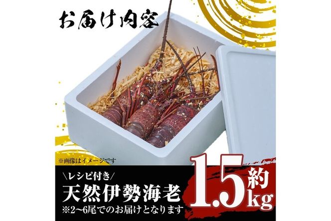 ＜数量限定・期間限定＞天然！門川町産活き伊勢海老(計1.5kg・約2～6尾)エビ えび 刺身 魚介 海鮮 朝獲れ 国産【O-6】【門川漁業協同組合】