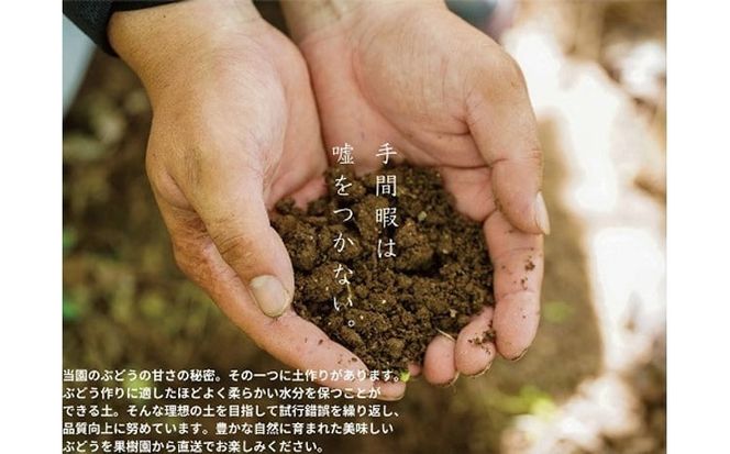 【2026年先行予約】岡山県産 【訳あり】 シャインマスカット 1.6㎏以上（2～3房）産地直送　朝採れ / ぶどう 葡萄 フルーツ 先行予約 真庭市【kgftmt015-02】