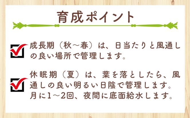 多肉植物 パキポディウム ペラルゴニウム - 植物 インテリア ナチュラル 自然 グリーン 観葉植物 おしゃれ 癒し かわいい 多肉植物 塊根植物 サキュレントフィールド Succulent field 高知県 香南市 常温 cc-0016