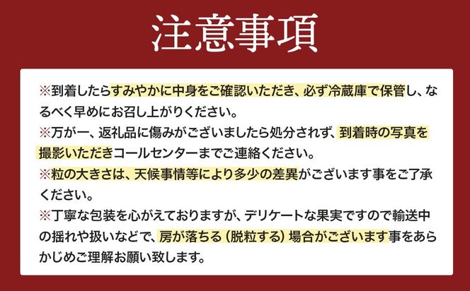 【先行予約】朝採り 巨峰 約1kg (2～3房) 有田巨峰村 大南農園【2026年8月中旬頃より順次発送】EM002