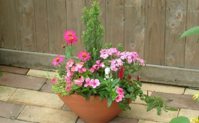 可愛いピンクのお花たっぷりの寄せ植え 