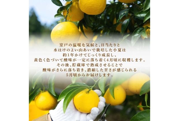 【2026年5月より発送】 熟成 露地小夏 5kg | 柑橘 フルーツ 果物 期間限定 旬の果物 ご家庭用 生産者 農家 直送 高知県 室戸市