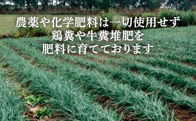 ≪2026年2月下旬～5月下旬発送≫採れたて島らっきょう 500g 【 沖縄県 石垣市 野菜 らっきょう 島らっきょう おつまみ 採れたて 料理 漬物 天ぷら おかぴ農園 産地直送 】OK-004