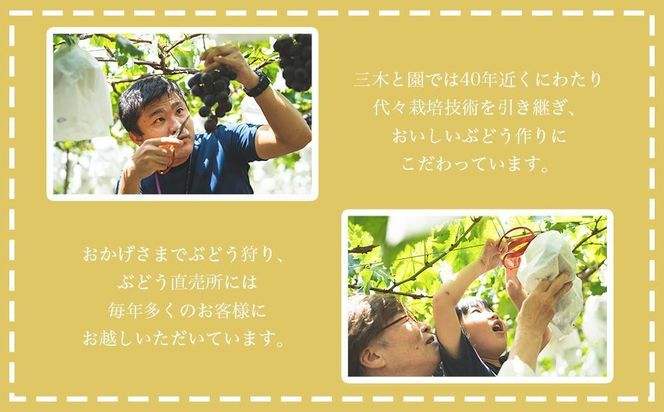 【先行予約】有田巨峰村三木と園の露地栽培あま～い種あり巨峰2kg  	BR07