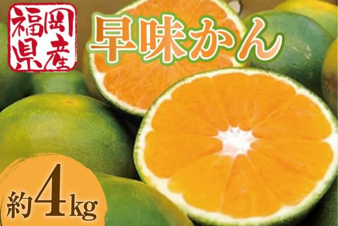 みかん 早味かん 約 4kg 【期間限定発送】 [南国フルーツ 福岡県 宇美町 um40azo970031] 先行予約 福岡県産 ミカン 早生みかん 早生ミカン フルーツ 果物 くだもの 果実 甘い あまい