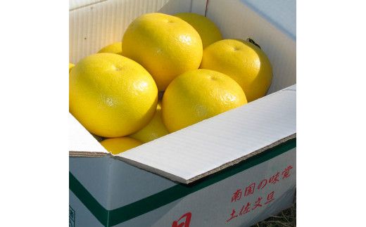 【先行予約】楠瀬さんの土佐文旦 家庭用大玉 約3.5kg  2L～4L〈2027年2月15日～2027年4月5日発送〉【まる庄果樹園】[BQAF021]