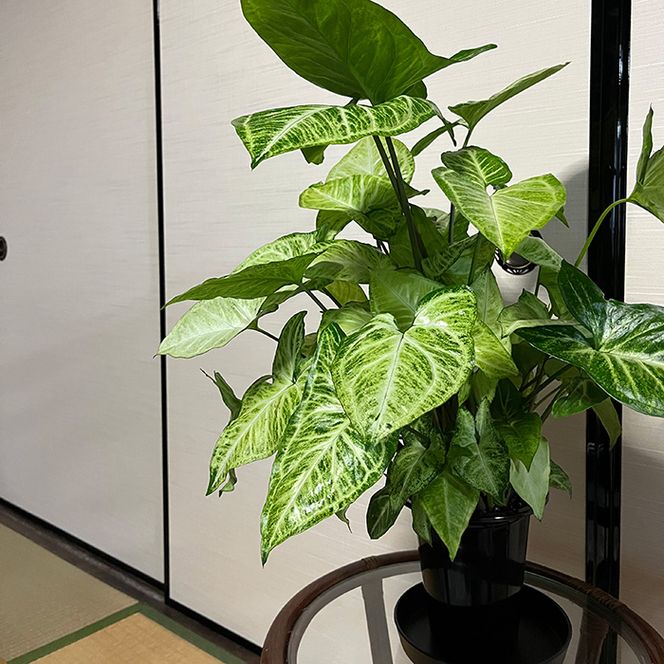 シンゴニューム・ホワイトバタフライ（観葉植物）（A1048-1）